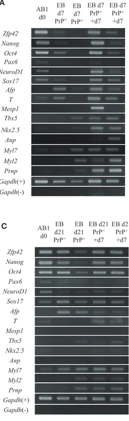 Fig. 3.  Changes in mRNA level of pluripotent stem, ectodermal,  endodermal, mesodermal and cardiac cell markers expressed in  cultured PrP +  cells from EB at various period.