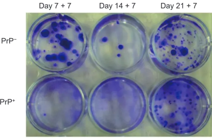 Fig. 4.  Proliferation of cultured PrP +  cells derived from EB at day 7,  14 and 21. 