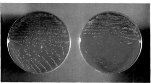 Fig.  4  Growth  of  P.  multocida  on  a  blood  agar  plate  after  24h.  at  37•Ž  (Left:  Sputum; Right:  Throat  swab)