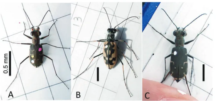 Fig. 4. Transition of the number of individuals of adults in two species of tiger beetles