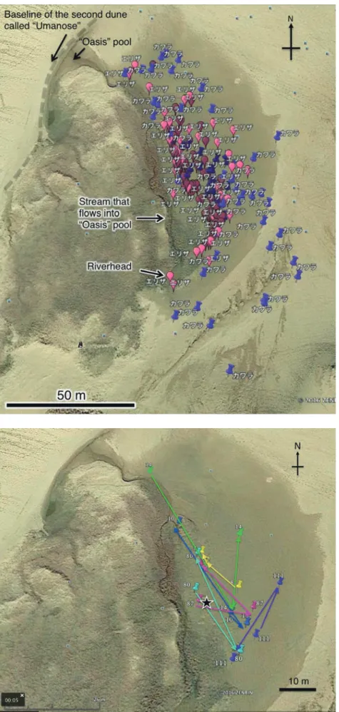 Fig. 8.  Sites captured and recaptured of all the adults  recorded for Cylindera elisae (balloons+エ リ ザ) and  Chaetodera laetescripta (thumbtacks+カ ワ ラ) in the  area studied near  “Oasis”  in Tottori Sand Dunes,  shown on Google Earth on the basis of  lati