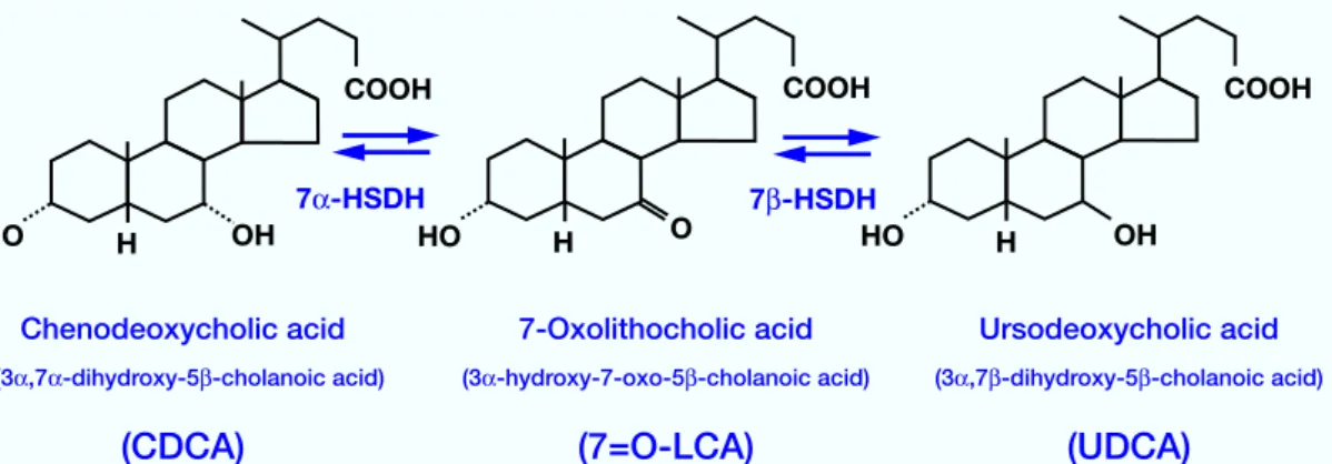 Fig. 1.  Reaction sequences of chenodeoxycholic acid (CDCA), 3 -hydroxy-7-oxo-5 -cholanoic acid (7=O-LCA) and  ursodeoxycholic acid (UDCA)
