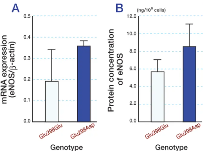 Fig. 1.  eNOS mRNA expression (A) and protein concen- concen-trations  (B)  according  to  genotypes  of  eNOS   polymor-phism  Glu298Asp  in  exon  7