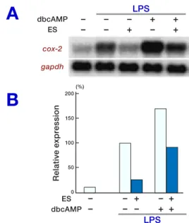 Fig. 2.  The suppressive effect of ES products on  cox-2  mRNA expression induced by dbcAMP and LPS
