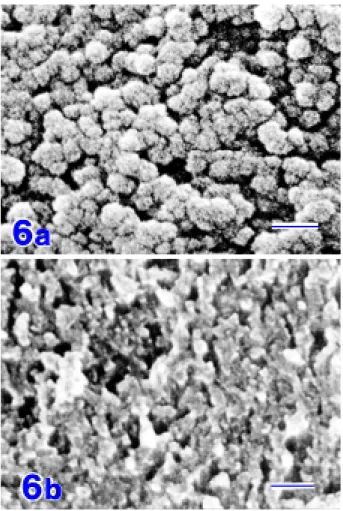 Fig. 6.    SEM images of the stromal surface of Descemet’s membrane with platinum coating in a  sur-face tension specimen (a) and without coating in a  heat-ing specimen (b)