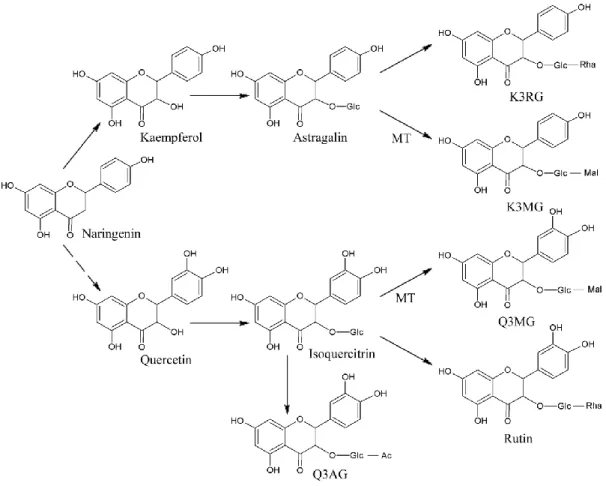 Fig. 1-1-6.    Proposed metabolic pathway of flavonol glycosides in mulberry in our study