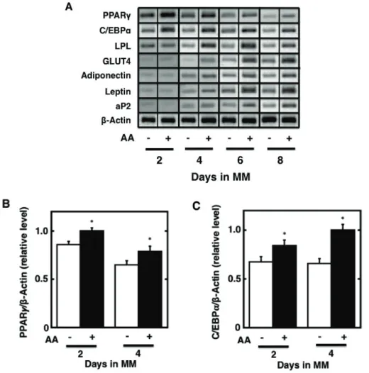 Fig. 2-2. Gene expression of adipocyte-specific markers during the maturation phase after the 