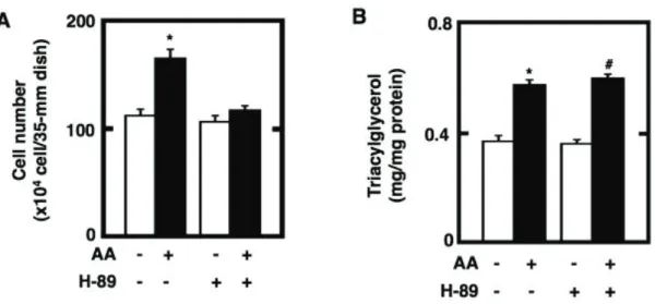 Fig. 2-4. Effect of the pretreatment of cultured preadipocytes with H-89, a specific inhibitor for PKA,  on the storage of fats and cell growth after the maturation phase