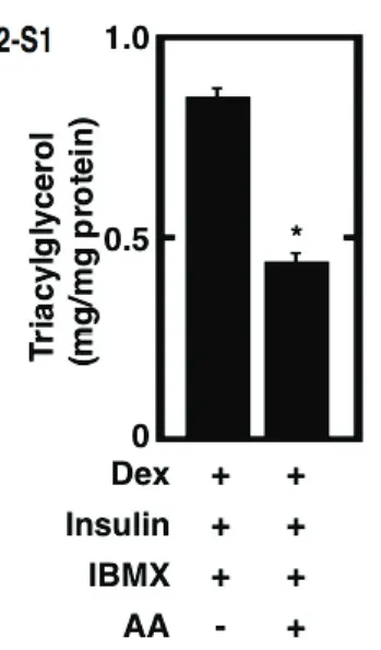 Fig. 2-S1. Addition of AA with the conventional adipogenic cocktail of dexamethasone, insulin and  IBMX caused lowering of fact accumulation