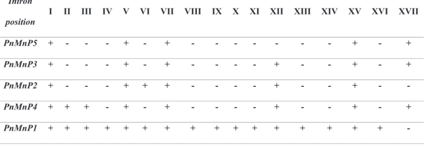 Table 2-3. Intron position according to the highest number of introns (PnMnP1). 