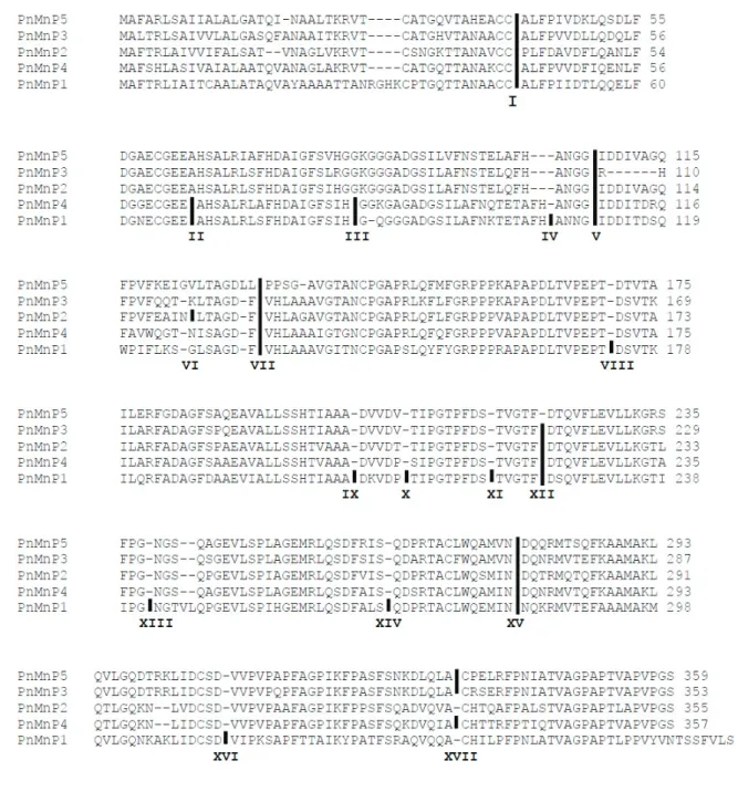 Fig. 2-2. Alignment of deduced amino acid sequences of PnMnP1-5 show intron- intron-exon junctions