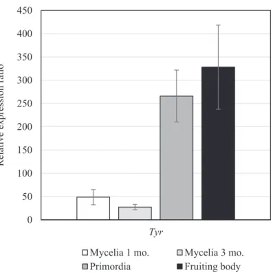 Fig. 3-2 Relative expression ratio of Tyr gene during development of P. microspora  in sawdust medium