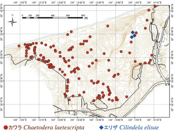 Fig. 12. Distribution of larval nests of Chaetodera laetescripta and Cilindela elisae in Tottori Sand Dunes based on data obtained in 2013.