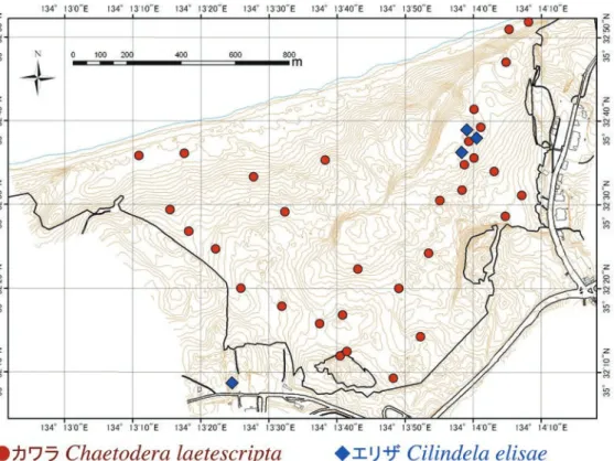 Fig. 13. Distribution of adult beetles of Chaetodera laetescripta and Cilindela elisae in Tottori Sand Dunes based on data obtained in 2013 (A record  obtained in 2007 was also added for Cilindela elisae).