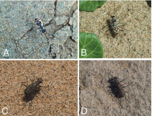 Fig. 1. Adult tiger beetles (Cicindelidae) in Tottori Sand Dunes. A–B: Chaetodera laetescripta (Motschulsky, 1860) (A: bare ground adjacent to  “Oasis” ,  20 July 2010