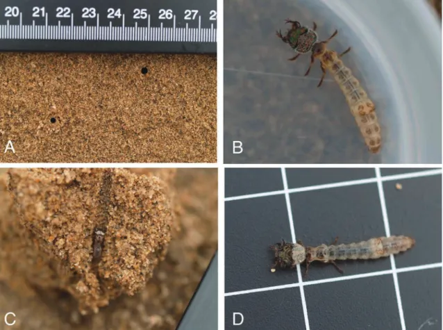 Fig. 2.  Larvae and nests of tiger beetles (Cicindelidae) in Tottori Sand Dunes. A–B: Nests of Chaetodera laetescripta (A) and a 3rd instar larva