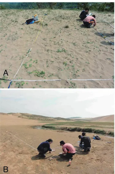 Fig. 4.  Sites studied. A: Site A where positions of nests of Chaetodera  laetescripta were recorded for an area 5 m × 10 m (arrow A in Fig