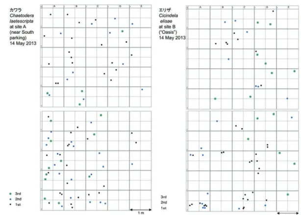 Fig. 5.   Distribution of larval nests in the 5 m × 10 m area studied. Chaetodera laetescripta (left, at site A) and Cilindela elisae (right, at site B) in  Tottori Sand Dunes on 14 May 2013