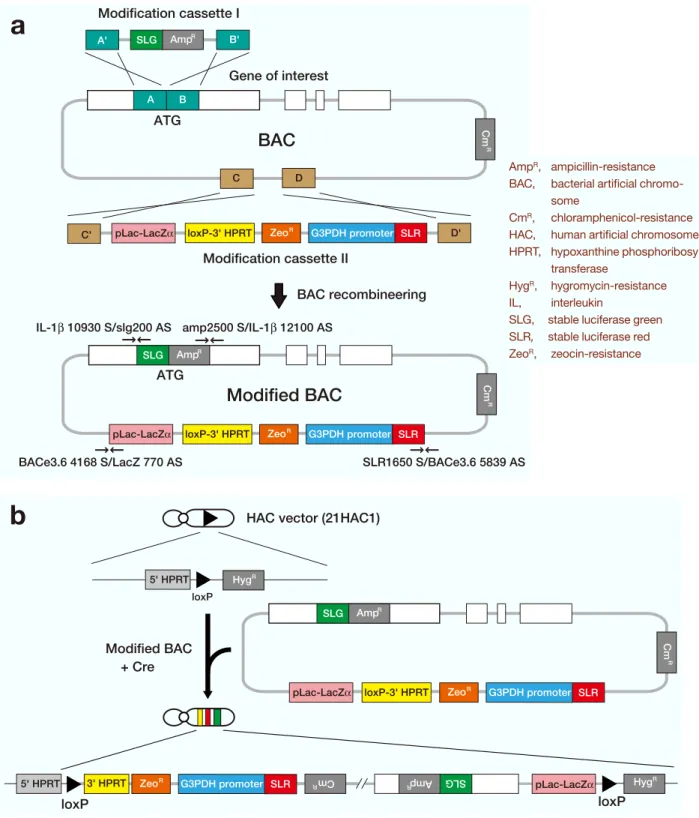 Fig. 2.  Strategy of BAC modification and introduction into the HAC vector. 