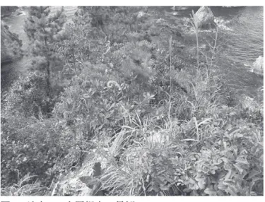 Fig. 6.  Scape of stand D: ridge top.