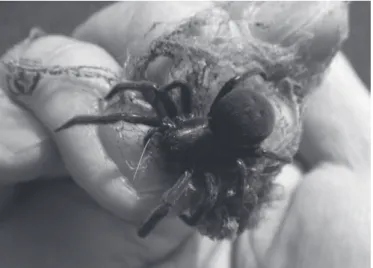 Fig. 1.  Badumna insignis, female. Takeda Bridge, Kurayoshi  City. 方　法 　既知生息地であった鳥取市湖山から桂見を起点として， 主要国道・地方道沿いに，橋の欄干やガードレール，金製 フェンスなど本種が好んで造網する工作物を目視で検査 し，本種の網の有無を調べた。｢ぼろ網｣と呼ばれることも ある本種の網は，欄干の隙間（支柱やレールが管状であれ ばその中）につくられる待避所（リトリート）から縦の支 柱と直交するレールとでつくられる空間に三角状に