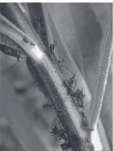 Fig. 2.  A colony of Uroleucon nigrotuberculatum (Hemiptera: 