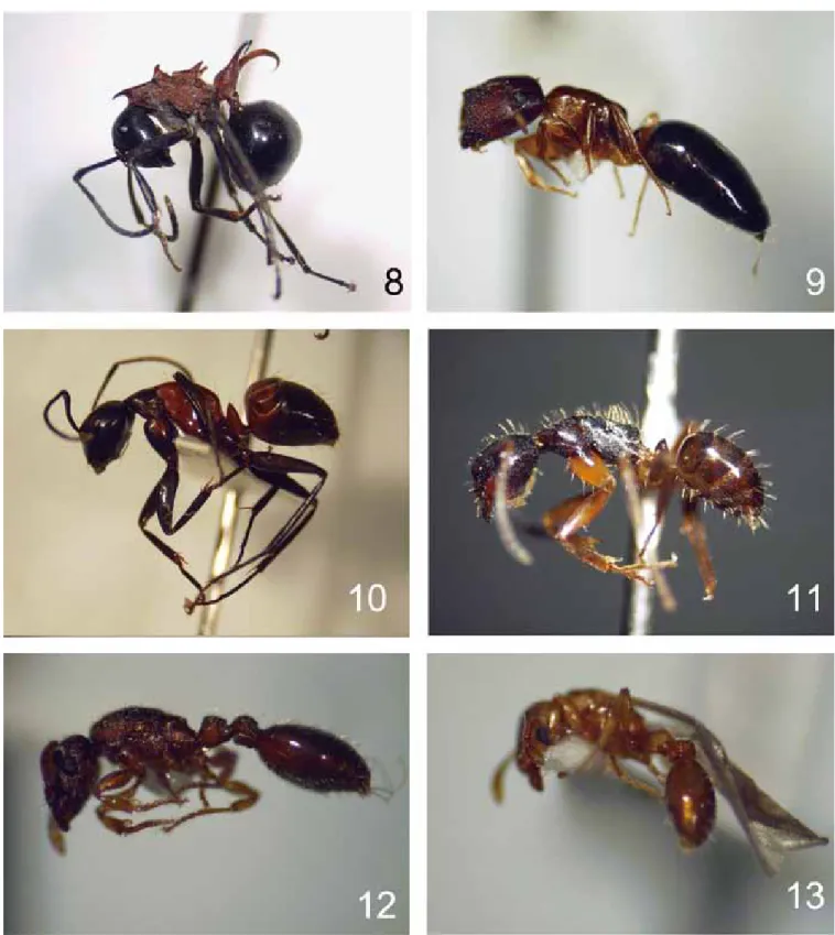 図 8-13. 8:  ト ゲ ア リ Polyrhachis lamellidens F. Smith,  鳥 取 市 久 松 山 産 (Mt. Kyûshô, Tottori City)．9:  ヒ ラ ズ オ オ ア リ Camponotus nipponicus Wheeler, 鳥取市久松山産 (Mt