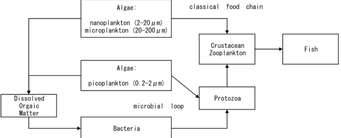 図 1-2  従来食物連鎖（classical food chain）と細菌およびピコ植物プランクトンから原生動物を 介して甲殻類動物プランクトンに至る微生物ループ（microbial roop）を含む食物網モデル （Azam et al.(1983)を改変）  生食連鎖と微生物食物連鎖の関係性については，微生物食物連鎖の出発点となる細菌の生 産速度は植物プランクトンの光合成生産の 20～30％（平均）に相当し（Cole et al.，1988） ， 水の華が発現するような富栄養化湖においても，水中の細菌が