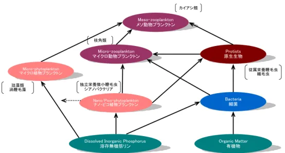 図 2-9  基質～高次捕食者の被捕食関係（矢印：消費関係） 