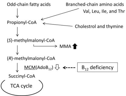 Fig. 4. Vitamin B 12 -dependent methylmalonyl-CoA metabolic pathway.     