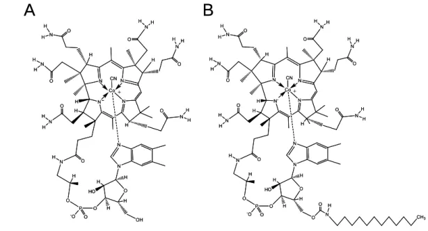 Fig. 11. Structures of CN-B 12  and its dodecylamine derivative. (A) CN-B 12  (B)  CN-Cbl dodecylamine derivative