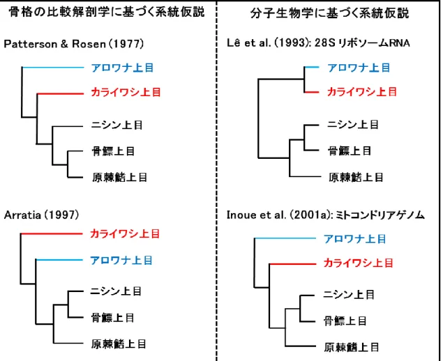 Figure 3.  下位真骨類各上目の系統発生学的位置関係に対し提唱されている 4 つの系統仮説．特にア