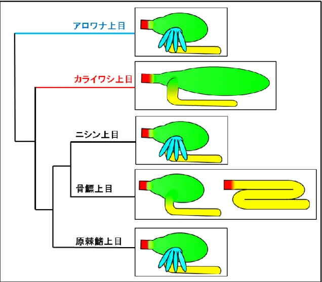 Figure 2.  系統樹上に並べた下位真骨類各上目における消化管の模式図．系統発生学的な分岐に伴う