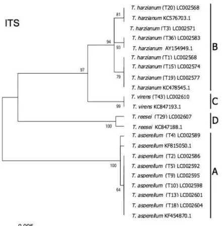 Fig. 2.7. Phylogenetic relations of Trichoderma taxa based on neighbor-joining analysis  of ITS sequence data