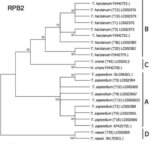 Fig. 2.9. Phylogenetic relations of Trichoderma taxa based on neighbor-joining analysis  of  RPB2  sequence  data