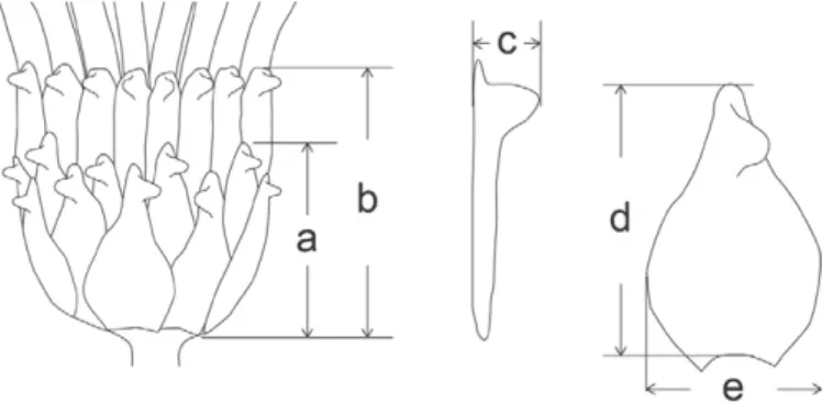 Fig. 1.  The outline of measurements on a capitulum in  Taraxarum species. a:outer bract length, b:inner bract length,  c:size of corniculate appendate on outer bract, d: outer bract  length and e: its width.