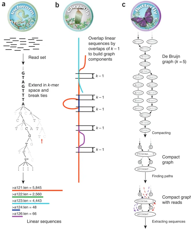 Figure 1  Overview of Trinity. (a) Inchworm assembles the read data set (short black lines, top) by  greedily searching for paths in a k-mer graph (middle), resulting in a collection of linear contigs (color  lines, bottom), with each k-mer present only on
