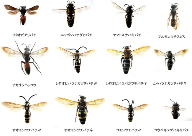 図 2.  今回観察したハチ類数種 .