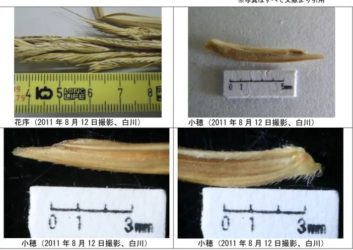 表 4-2-2  写真_スパルティナ属の形態的特徴 