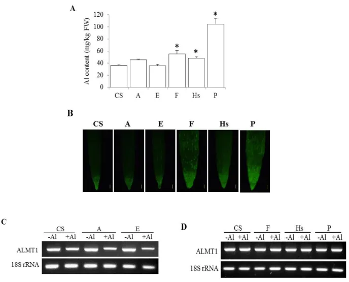 Fig.  1-5.  Al  accumulation  and  ALMT1  expression  in  the  roots.  (A)  Al  content  of  CS  and  selected  addition  lines  exposed  to  25  µM  Al  for  48  h