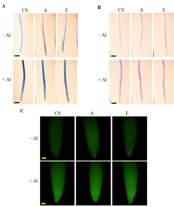 Fig.  1-7. Cell death, lipid peroxidation and distribution, and accumulation and distribution  of H 2 O 2  in root tips of CS, A, and E seedlings exposed to 25 µM Al for 48 h