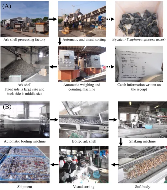 Figure 1-6. Ark shell processing factory in North Ariake Sea, Saga Prefecture. 