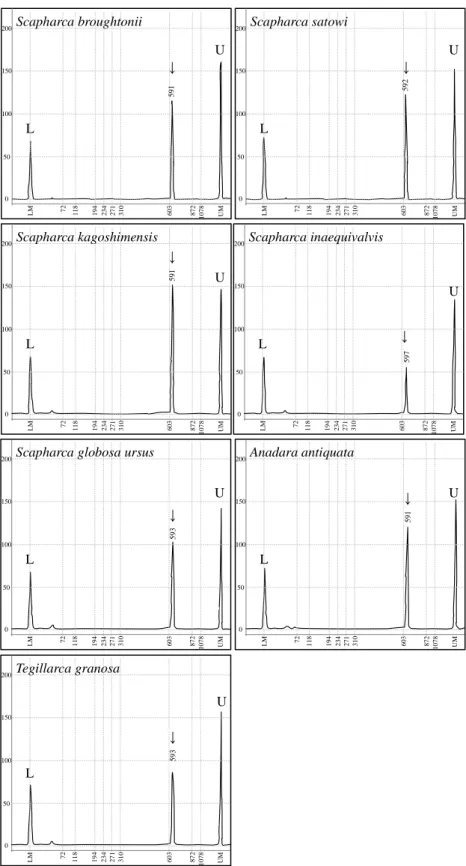 Figure  2-2.  Electropherograms  for  PCR  amplification  of  the  mitochondrial  DNA COI gene from 7 Arcidae species