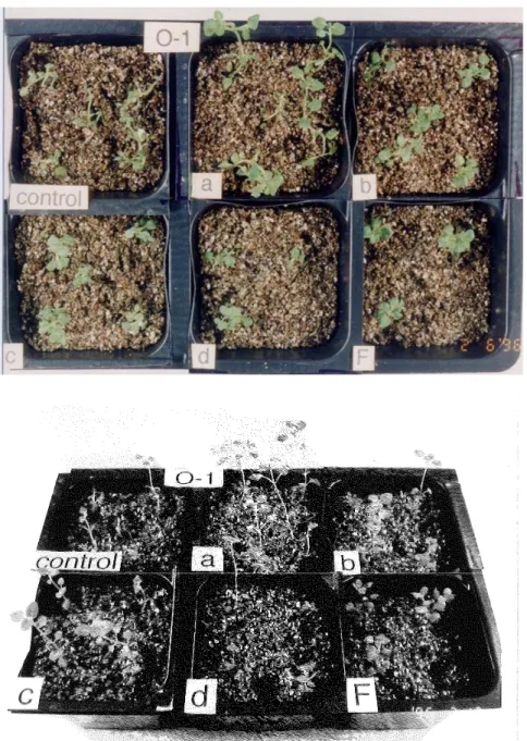 Fig. 2-1-1. Surviving of oregano clone O-1 after 3 weeks acclimation following treatment with  various bacterial species to reduce hyperhydricity
