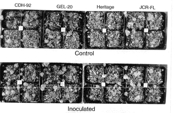 Fig. 2-3-1. Plant growth and vigor of raspberry four clonal lines after 3 weeks exposure