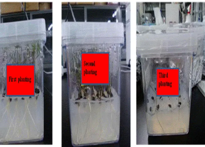 Fig. 8 Asparagus replanting under laboratory condition 