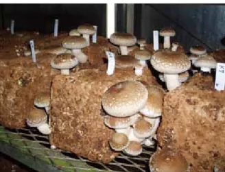 Fig. 2-1.  Fruit-body flushing from mycelial blocks cultivated by 