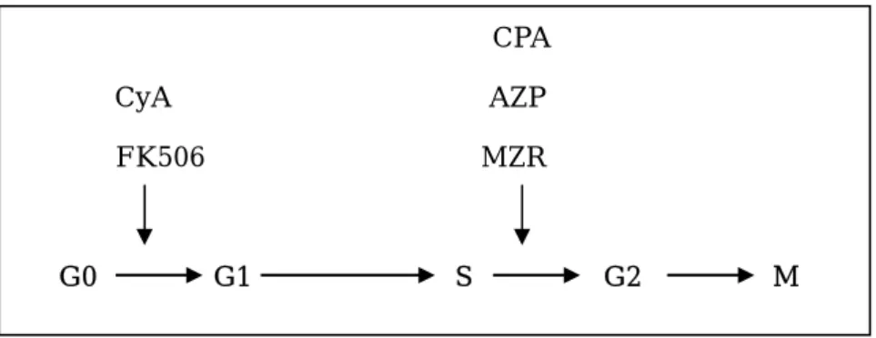 図 7  CyA, FK506, CPA, MZR, AZP の細胞周期における作用部位 