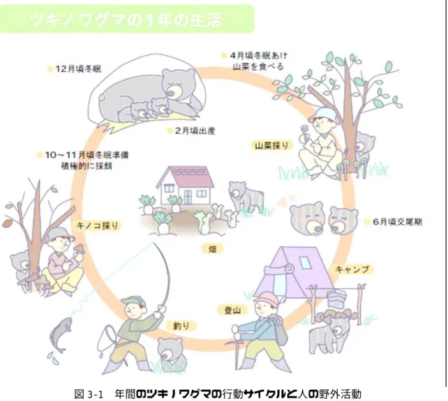 図 3-1  年間のツキノワグマの行動サイクルと人の野外活動  （山口県 HP より：http://www.pref.yamaguchi.jp/gyosei/shizen/pdf/10.pdf）  凶 作 年 に 人 里 へ の 出 没 個 体 が増える 図 3-2  ツキノワグマの食性の季節変化  （信州ツキノワグマ研究会 HP より：http://www.geocities.jp/shinshukumaken/）（一部改変）