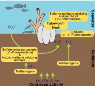 Fig. 1 The ecology of cold seep environment  また、低温湧出帯は硫黄酸化細菌や硫酸塩 還元菌以外にも、メタン酸化細菌、嫌気的メ タン酸化古細菌(ANME  cluster)、メタン生成古 細菌が複雑に絡み合うことで成り立つ微生物 生態系である。その概略を Figure1 に示す。奥 尻海嶺の低温湧出帯も特定のバイオマット帯 より採取した堆積物中に、嫌気的メタン酸化 微生物の存在が報告されている(Arakawa et al.,